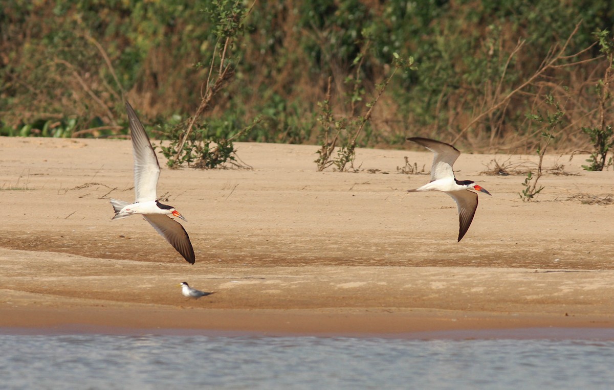 Black Skimmer - Per Smith