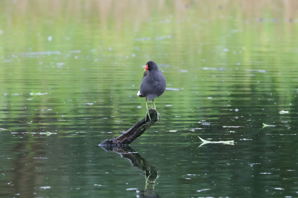 Eurasian Moorhen - ML614040976