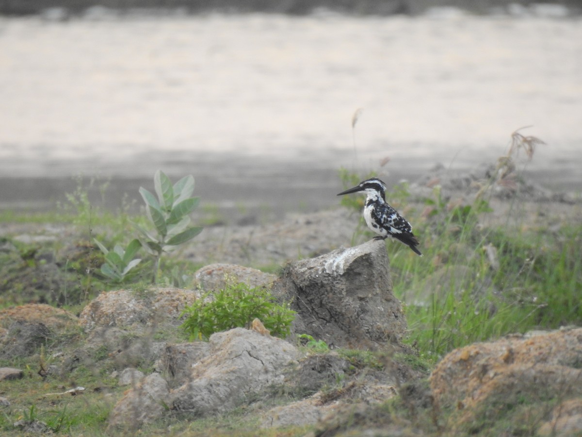 Pied Kingfisher - Partha sarathy