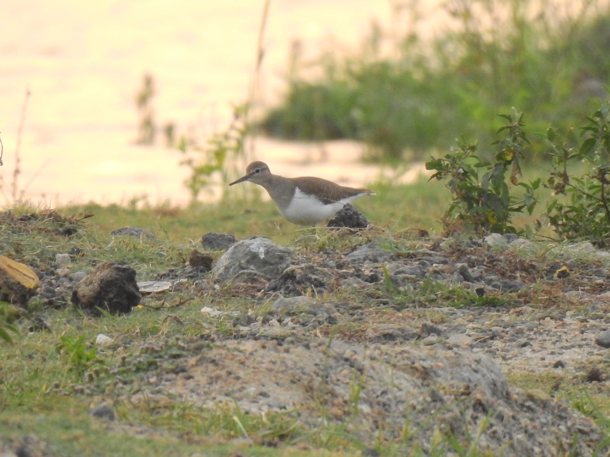 Common Sandpiper - Partha sarathy