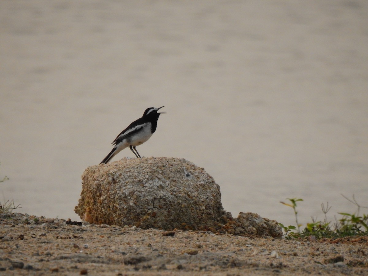 White-browed Wagtail - Partha sarathy