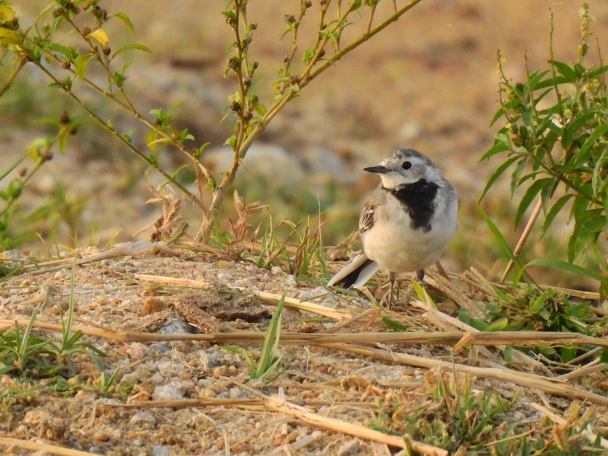 White Wagtail - Partha sarathy