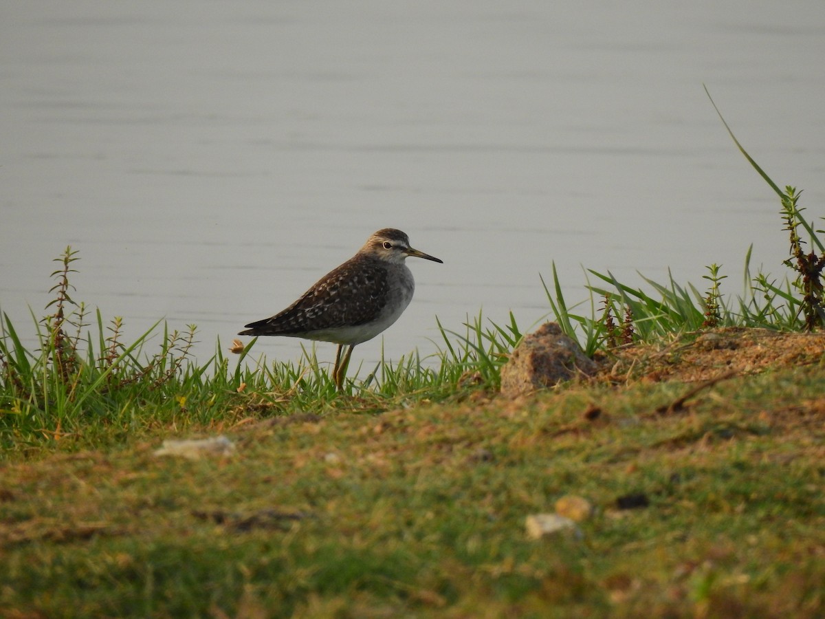 Wood Sandpiper - Partha sarathy