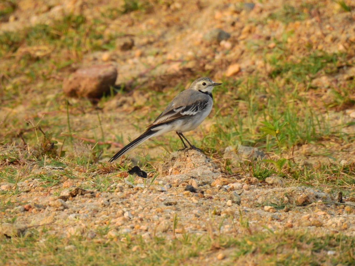 White Wagtail - Partha sarathy