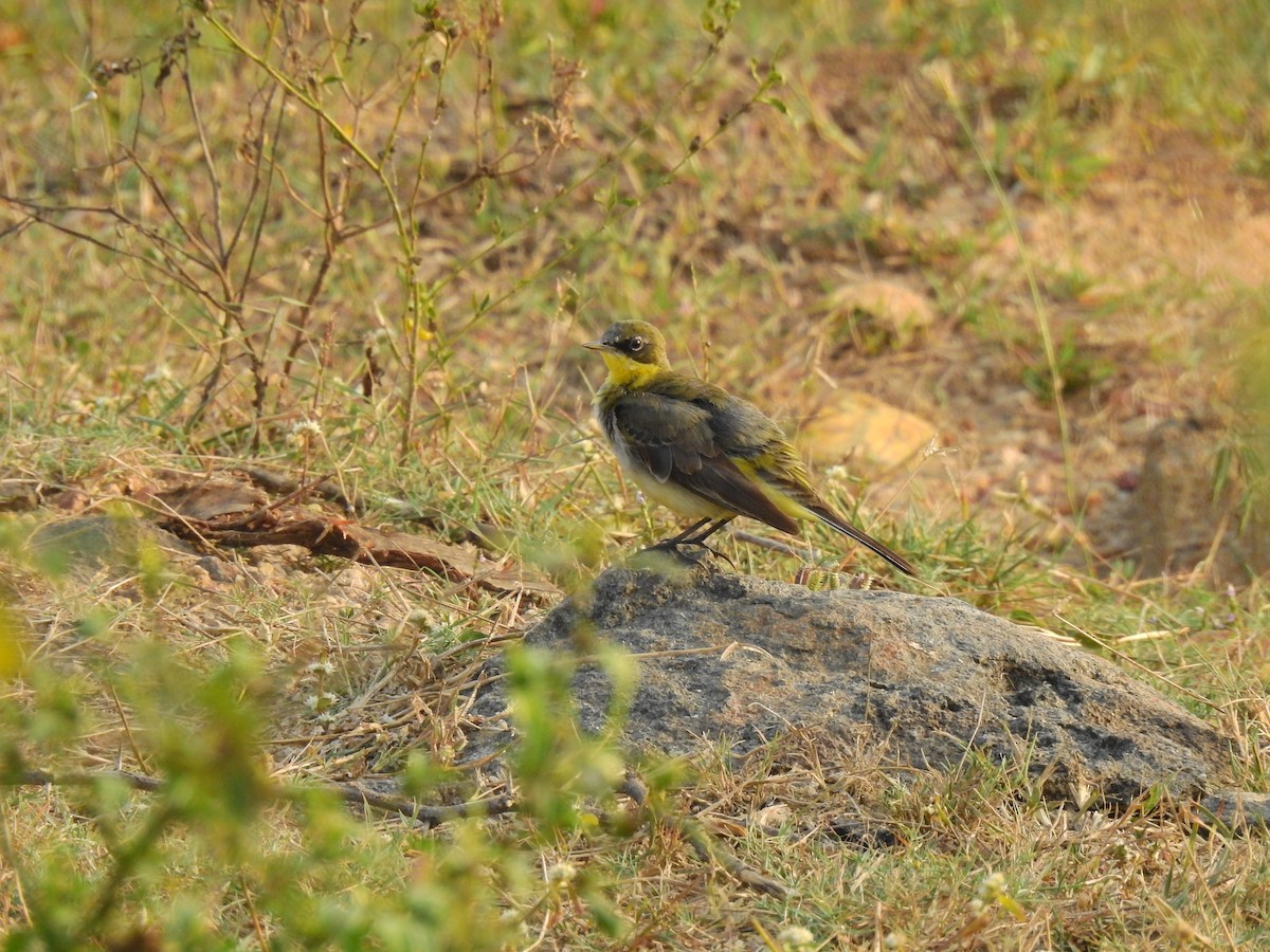 Western Yellow Wagtail - ML614041050