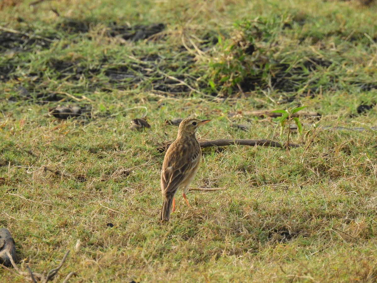 Paddyfield Pipit - Partha sarathy