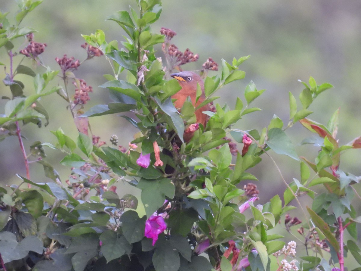 Rufous Babbler - Aparajita Datta