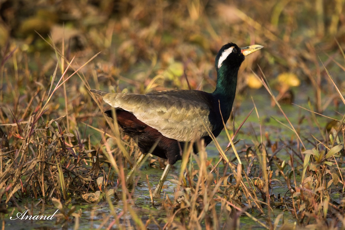 Bronze-winged Jacana - ML614041090