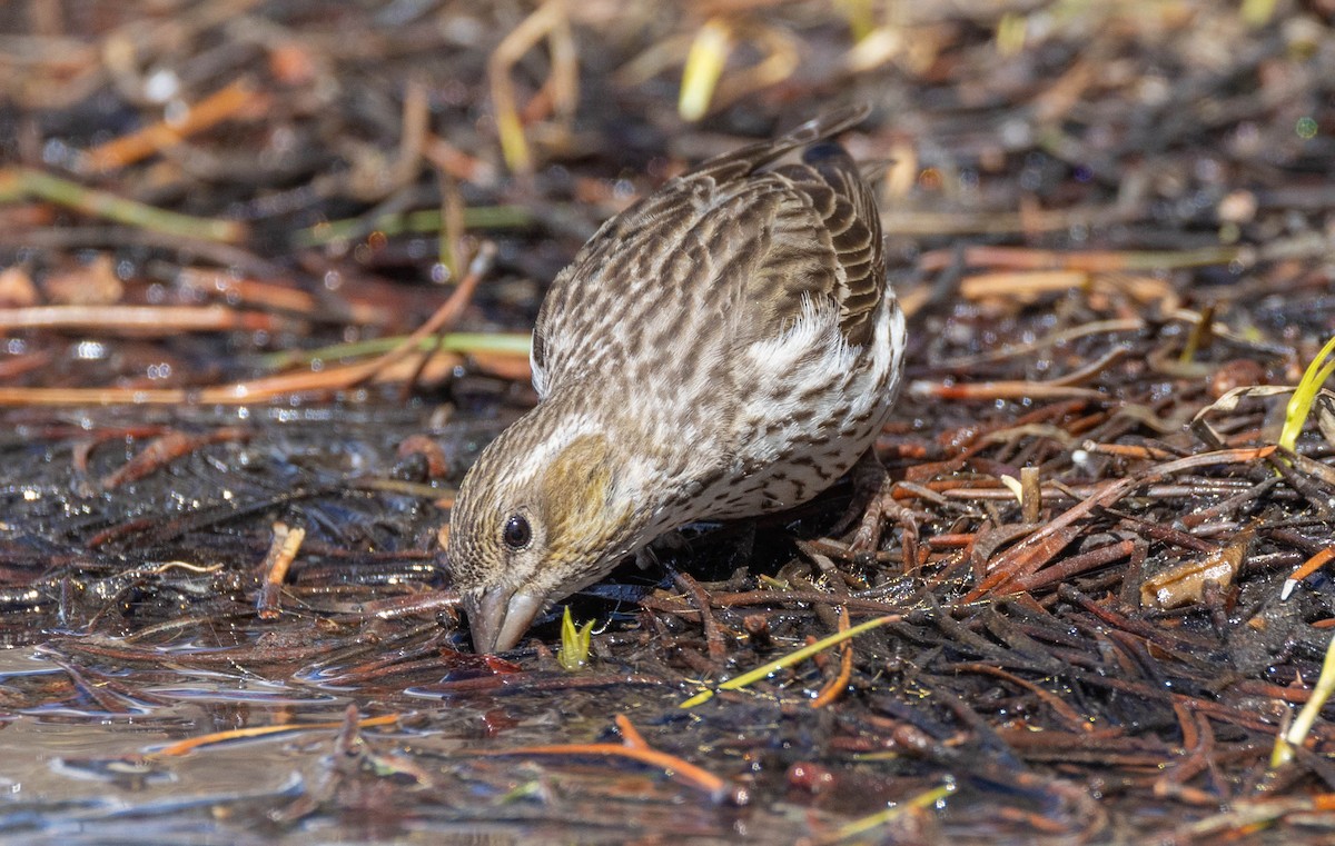 Cassin's Finch - ML614041104