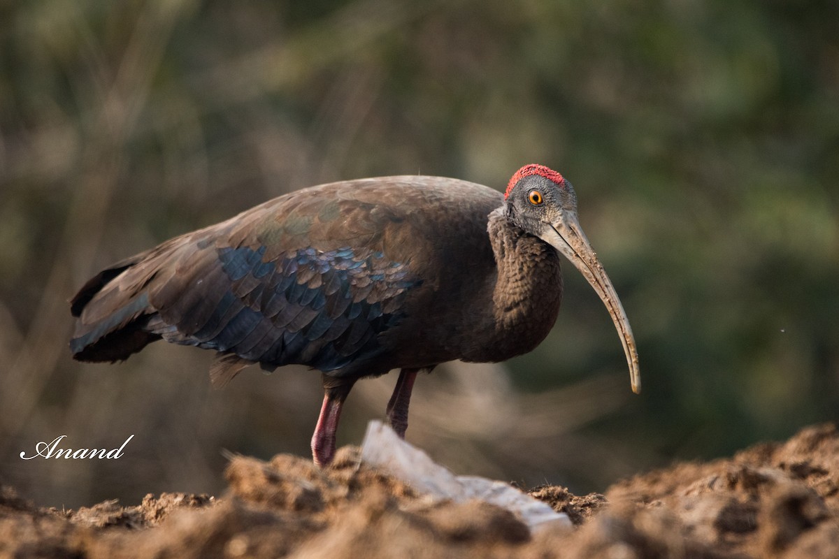 Red-naped Ibis - ML614041106