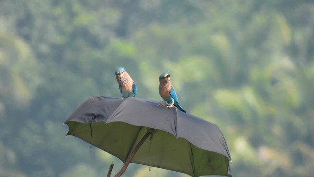 Indian Roller - ML614041144