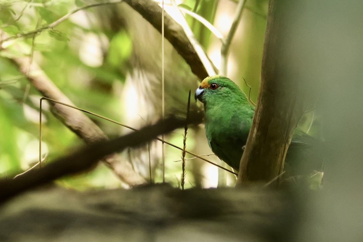 Malherbe's Parakeet - ML614041172