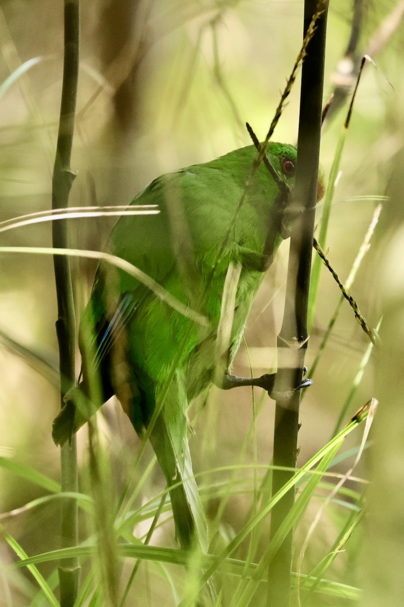 Malherbe's Parakeet - Anonymous