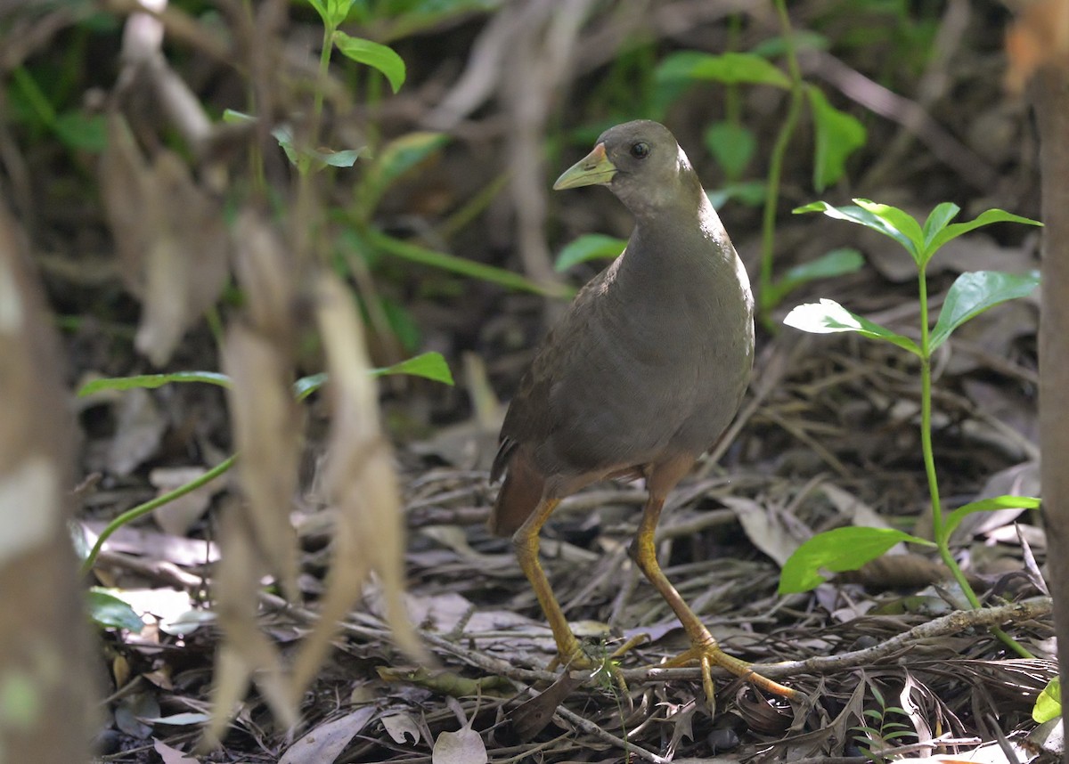 Pale-vented Bush-hen - ML614041177