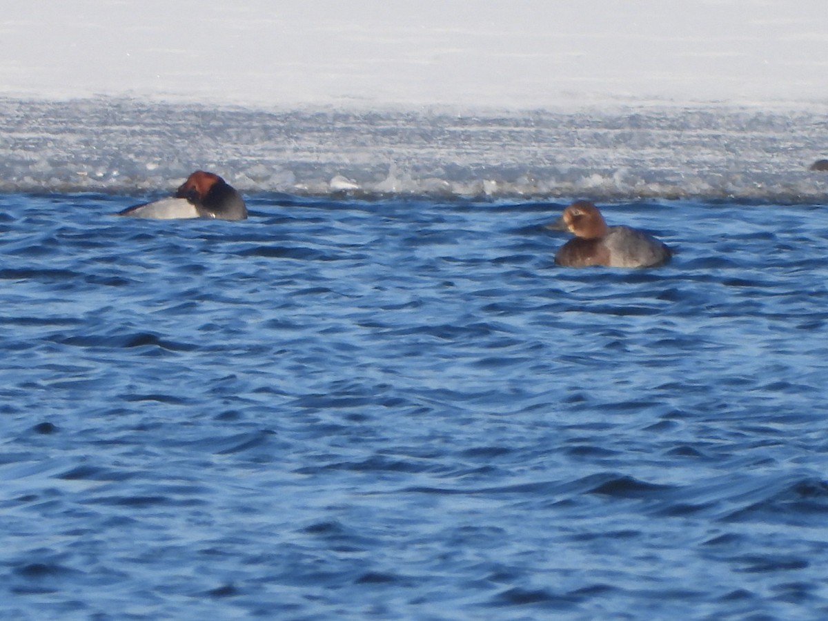 Common Pochard - ML614041194