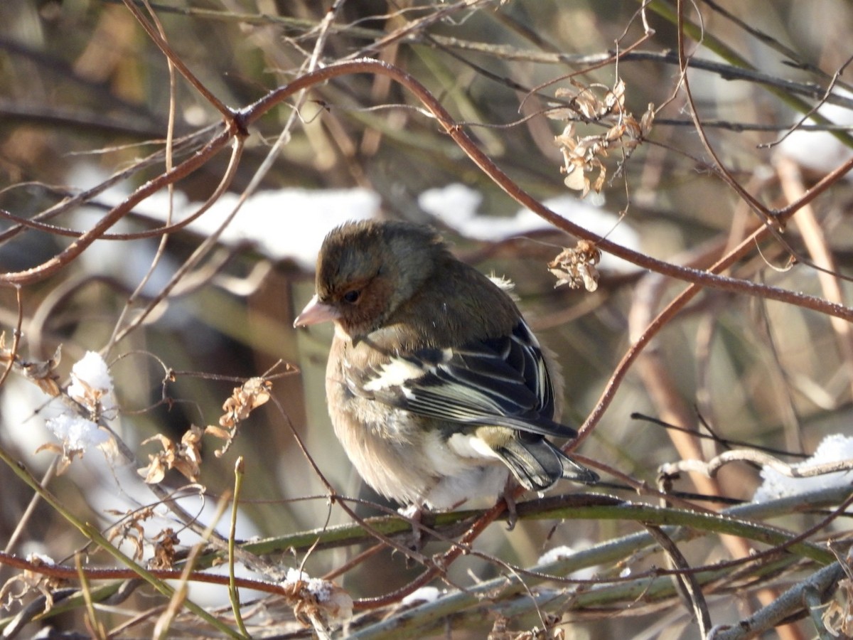 Common Chaffinch - ML614041260