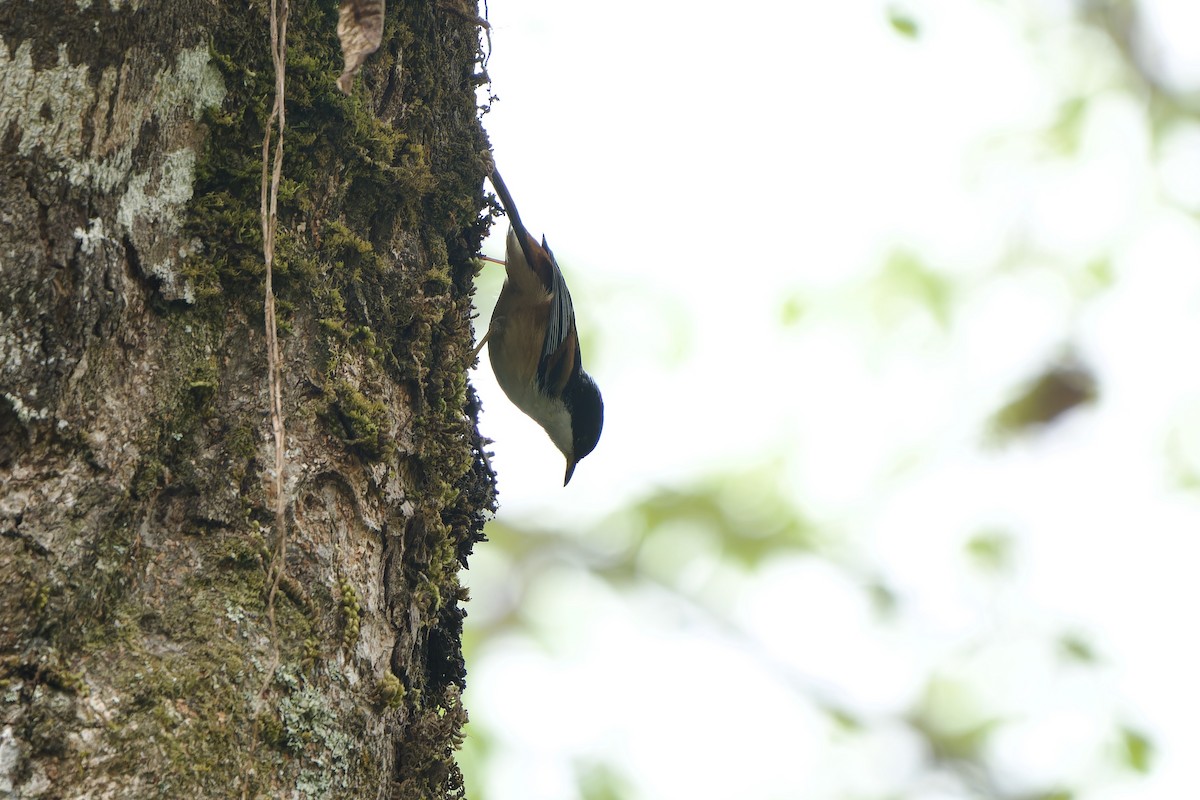 Rufous-backed Sibia (Rufous-backed) - ML614041281