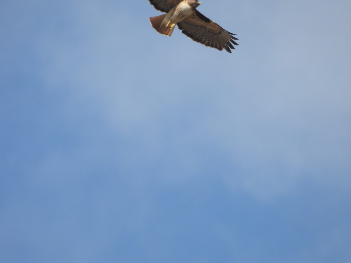 Red-tailed Hawk - Juan Ramírez