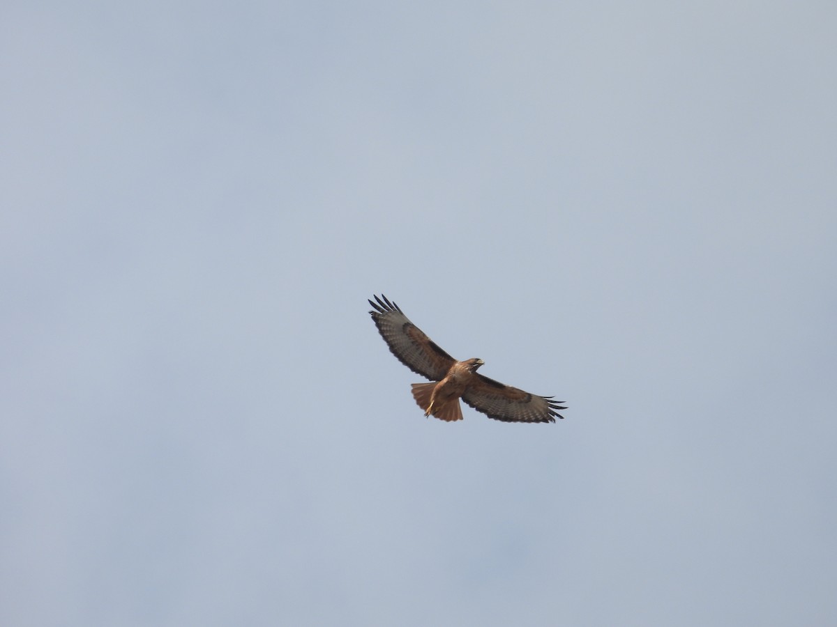 Red-tailed Hawk - Juan Ramírez