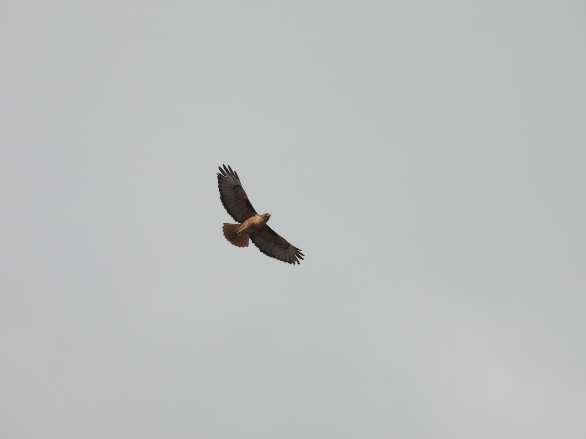 Red-tailed Hawk - Juan Ramírez