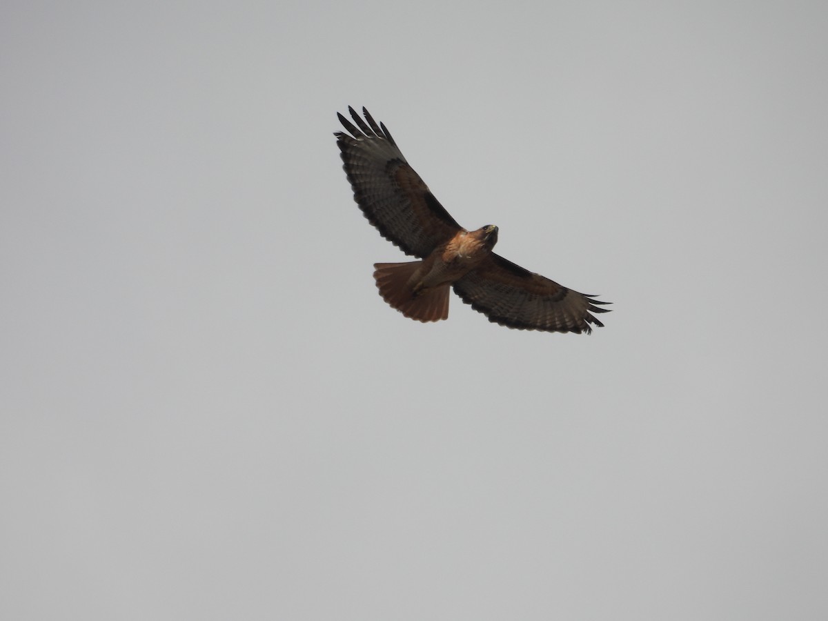 Red-tailed Hawk - ML614041285