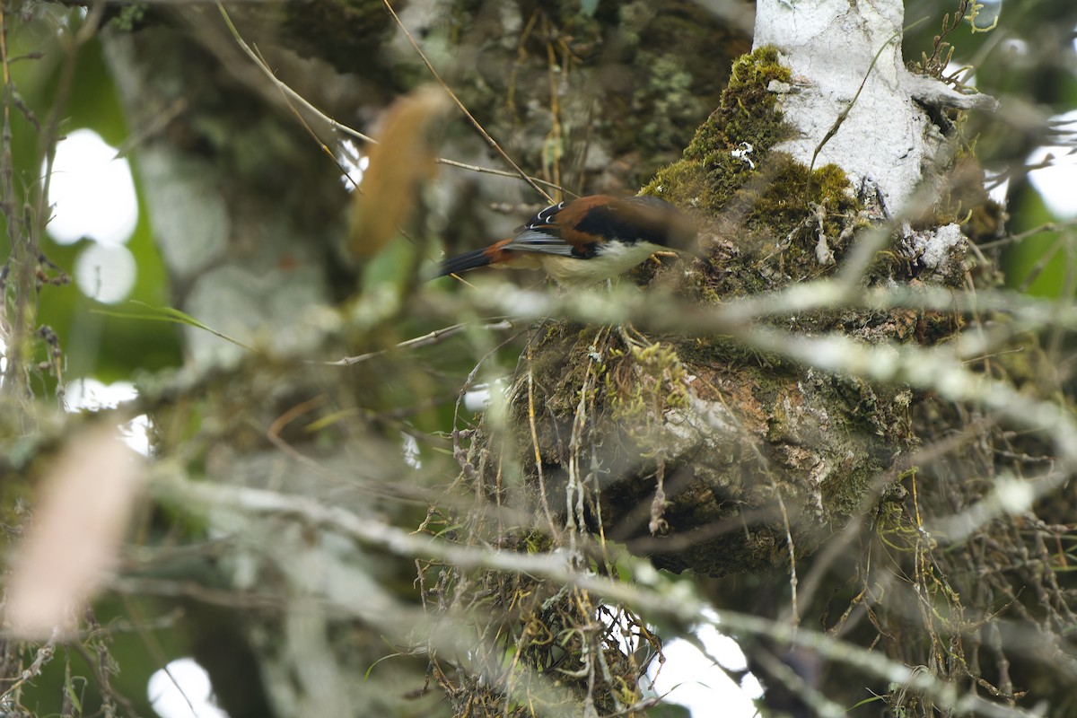 Rufous-backed Sibia (Rufous-backed) - ML614041286