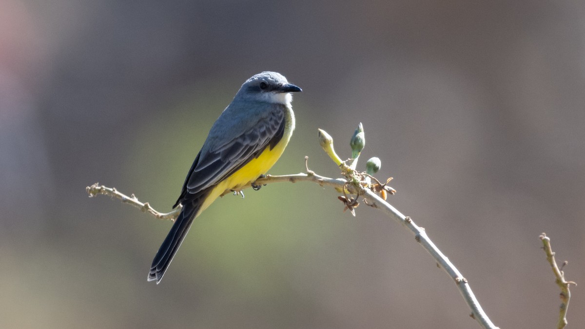 Tropical Kingbird - ML614041299