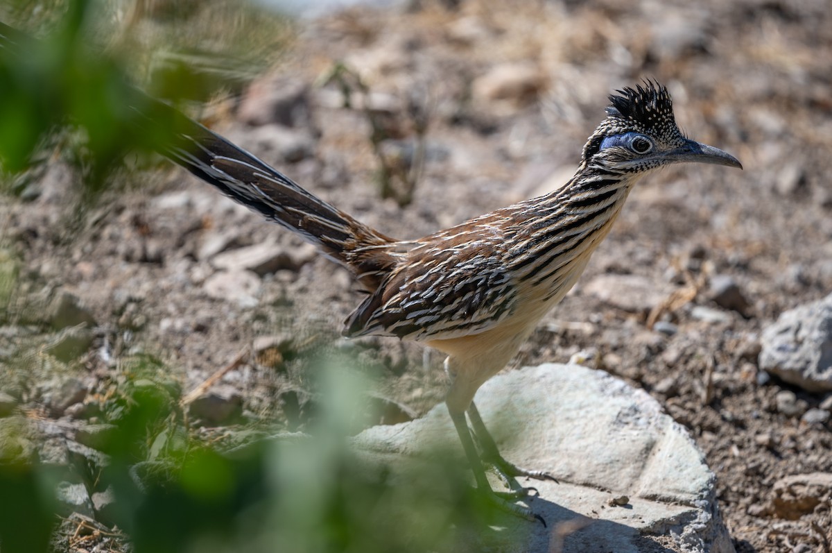 Lesser Roadrunner - Mathurin Malby