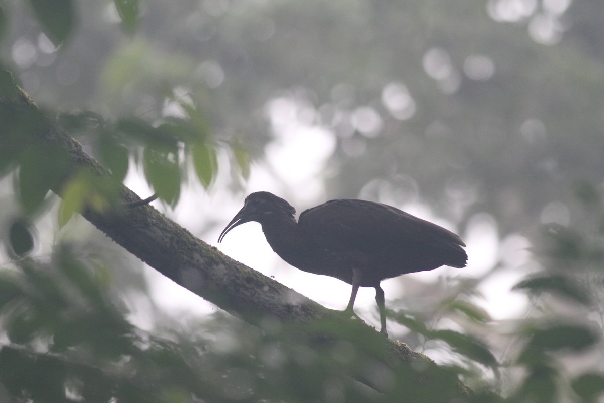 Ibis vermiculé - ML614041393