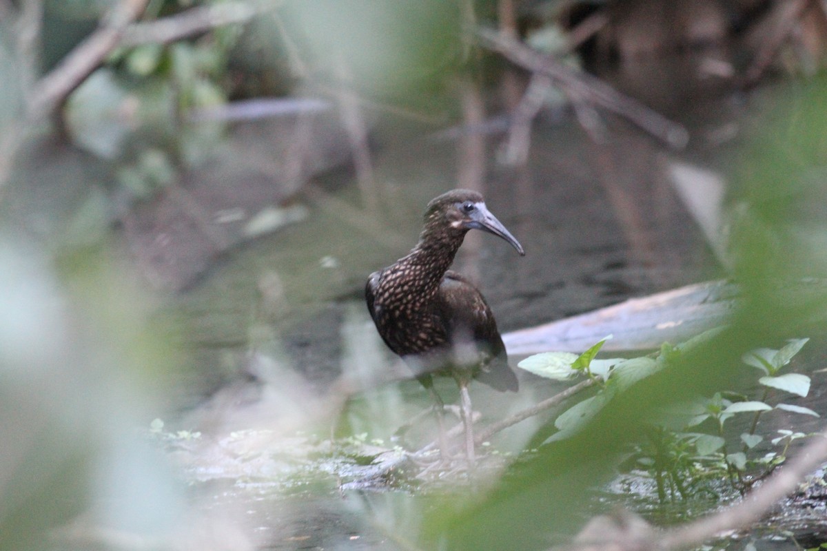 Spot-breasted Ibis - ML614041394