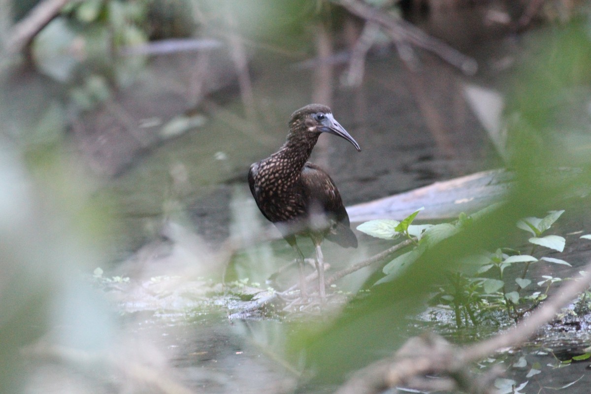 Spot-breasted Ibis - ML614041395