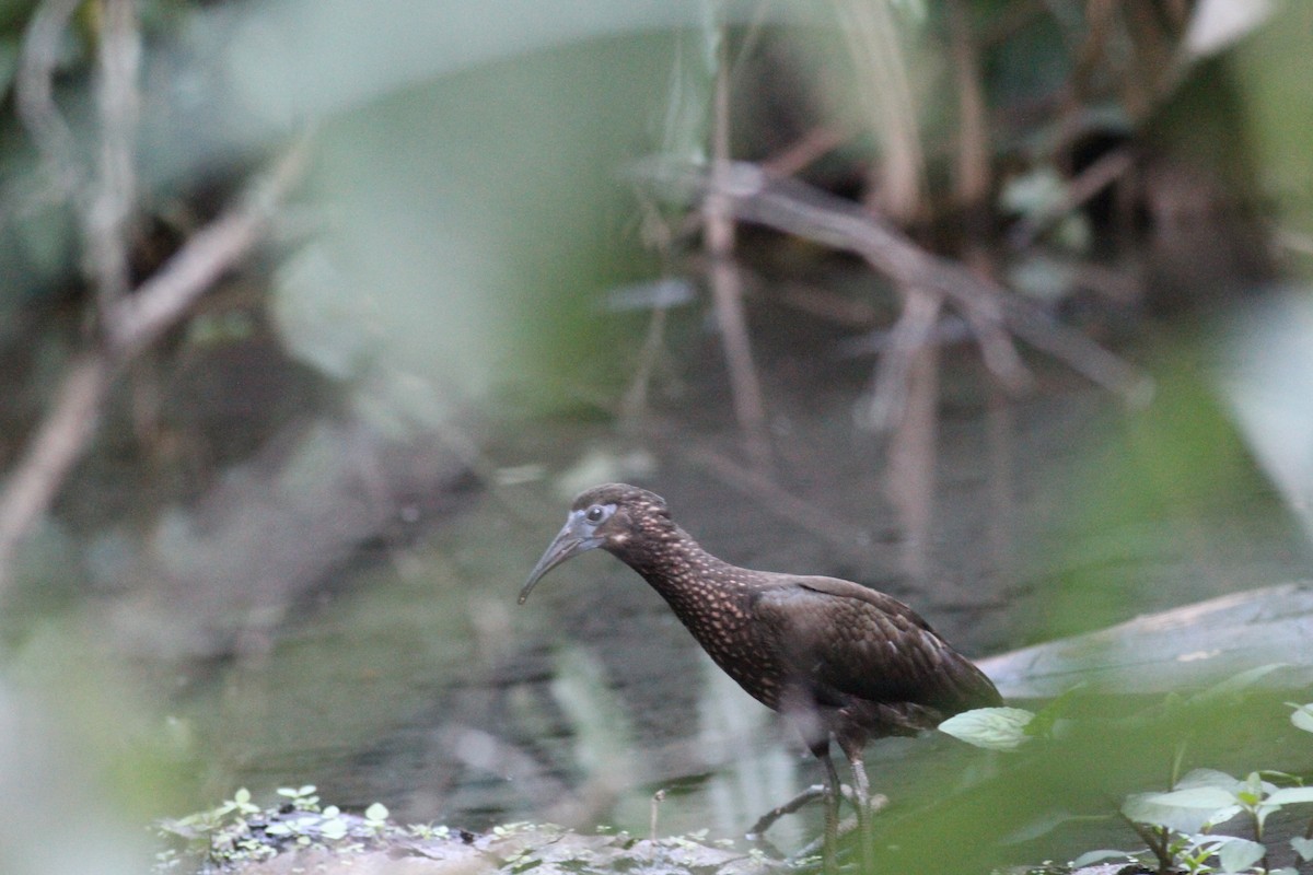 Spot-breasted Ibis - ML614041396