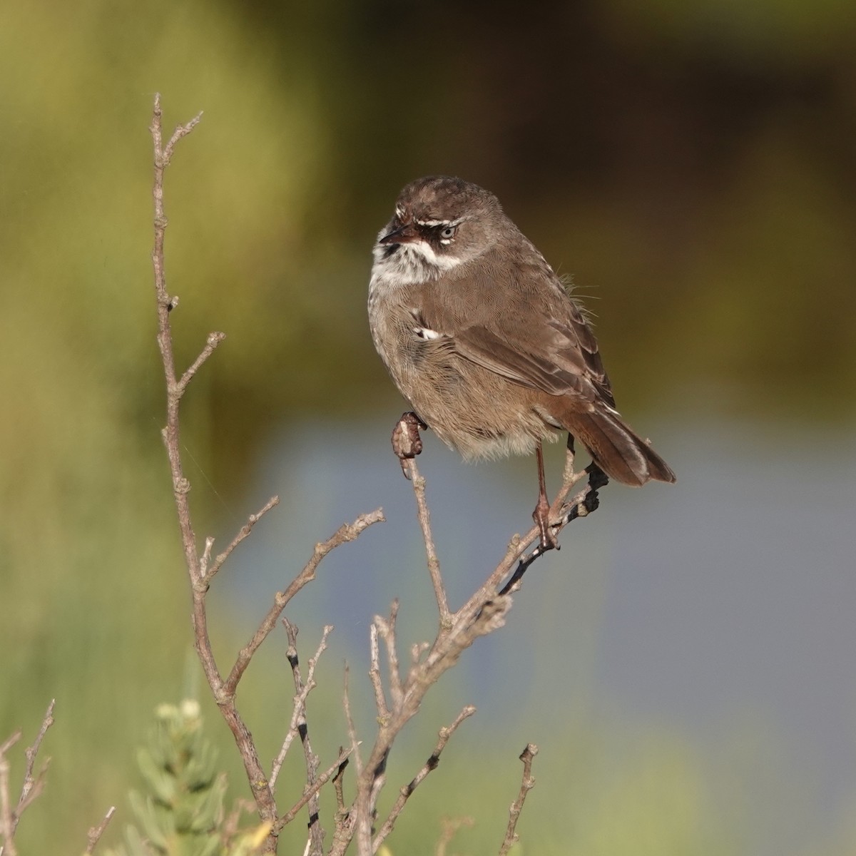 Spotted Scrubwren - ML614041485