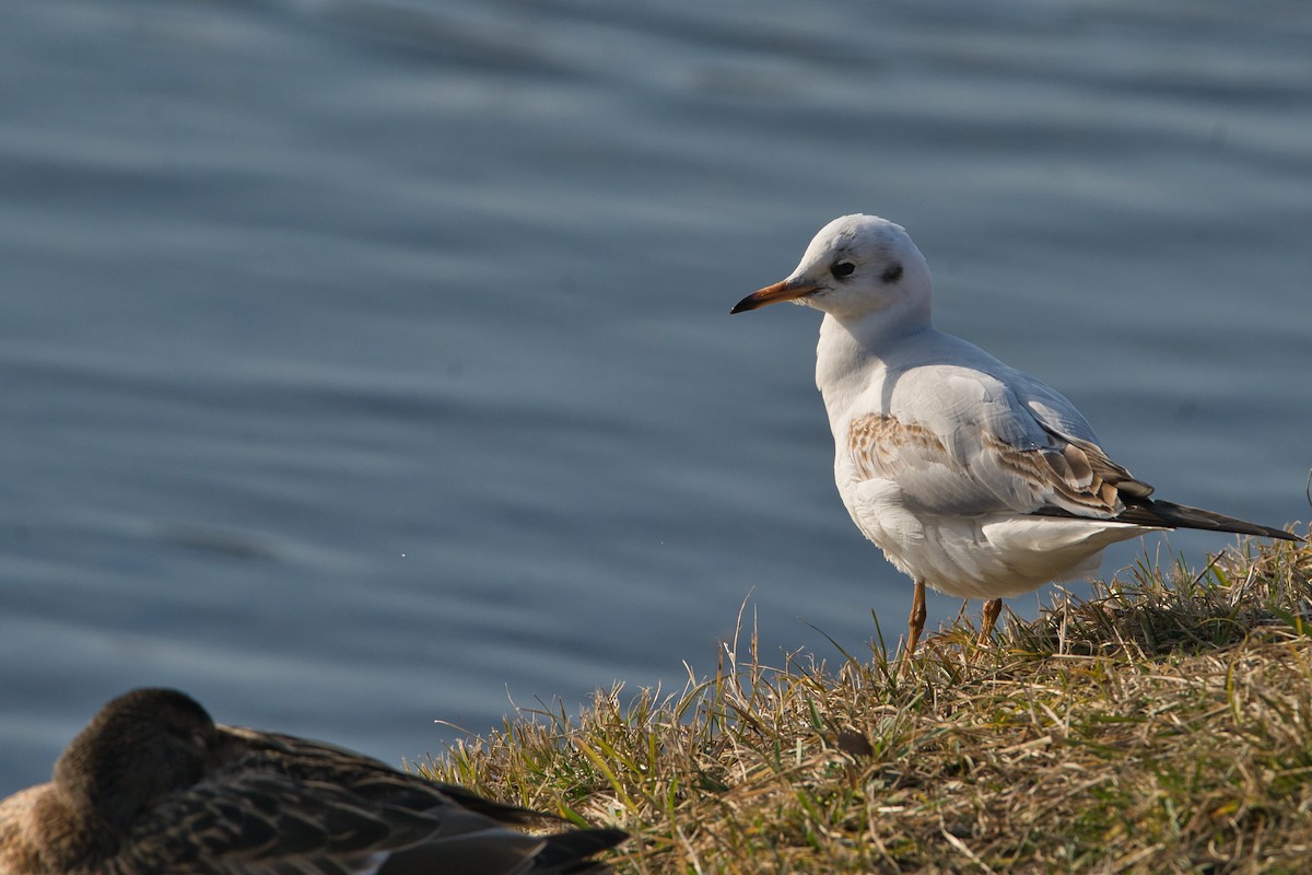 Mouette rieuse - ML614041539