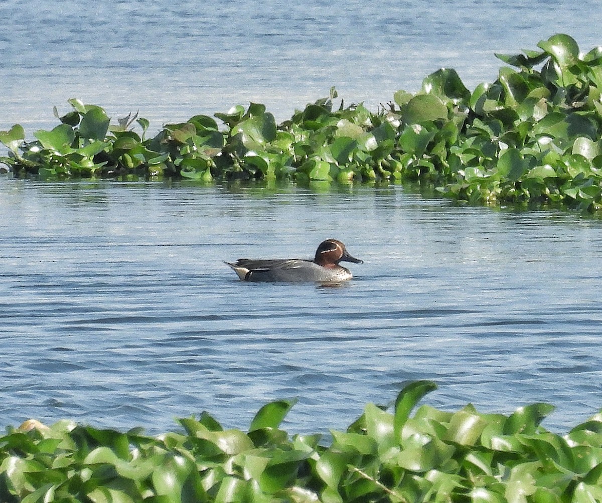 Green-winged Teal - ML614041591