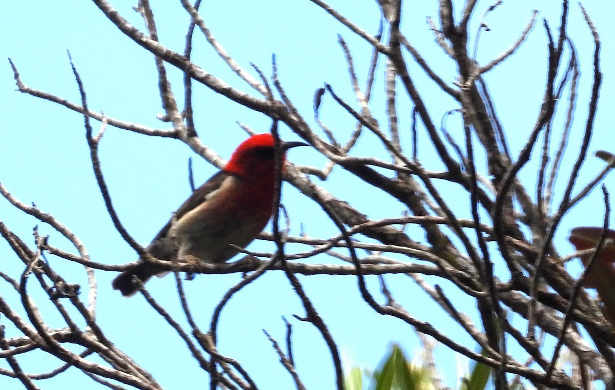 New Caledonian Myzomela - ML614041595