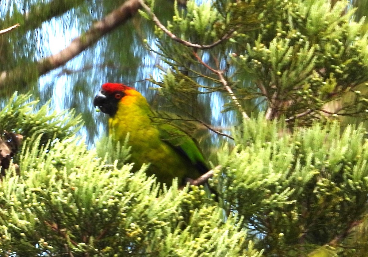 Horned Parakeet - ML614041606