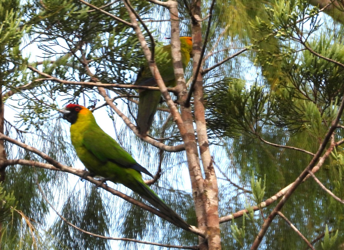 Horned Parakeet - ML614041607