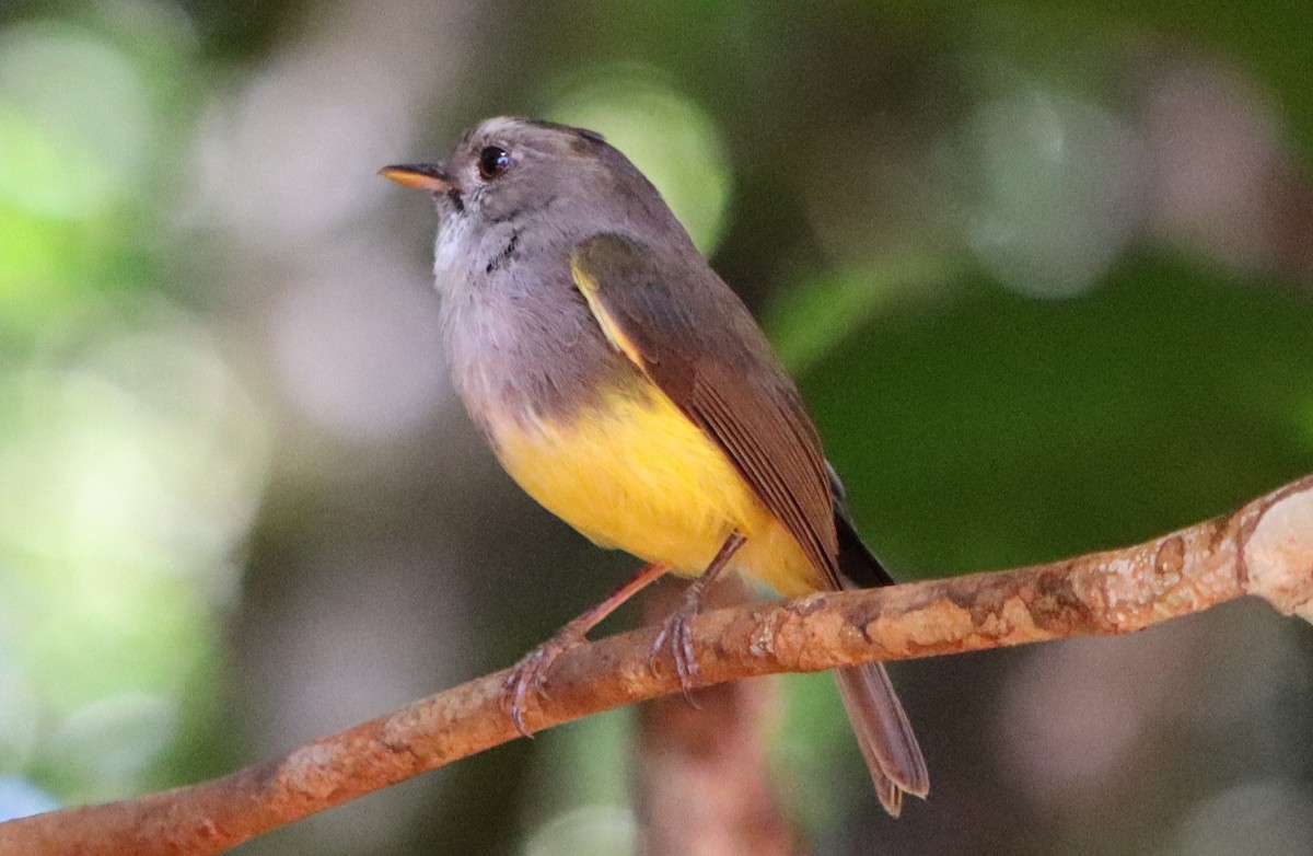 Yellow-bellied Flyrobin - ML614041639