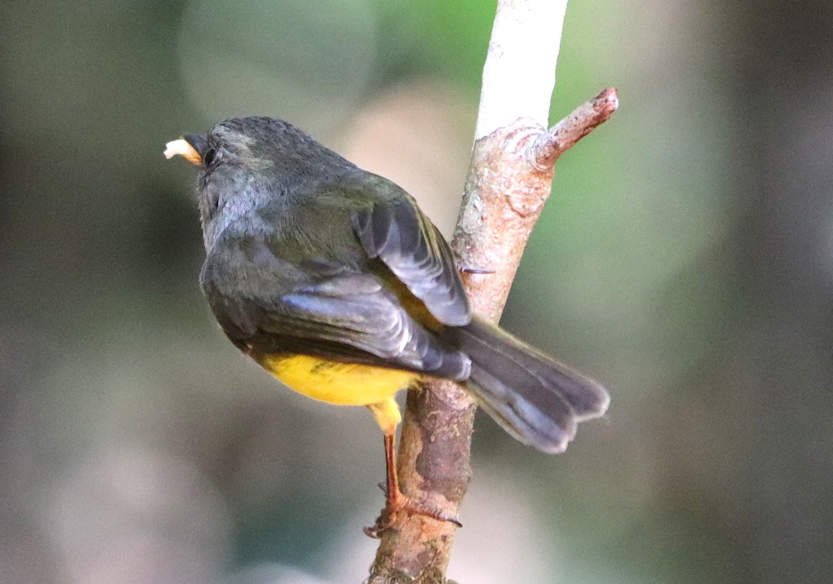 Yellow-bellied Flyrobin - ML614041642