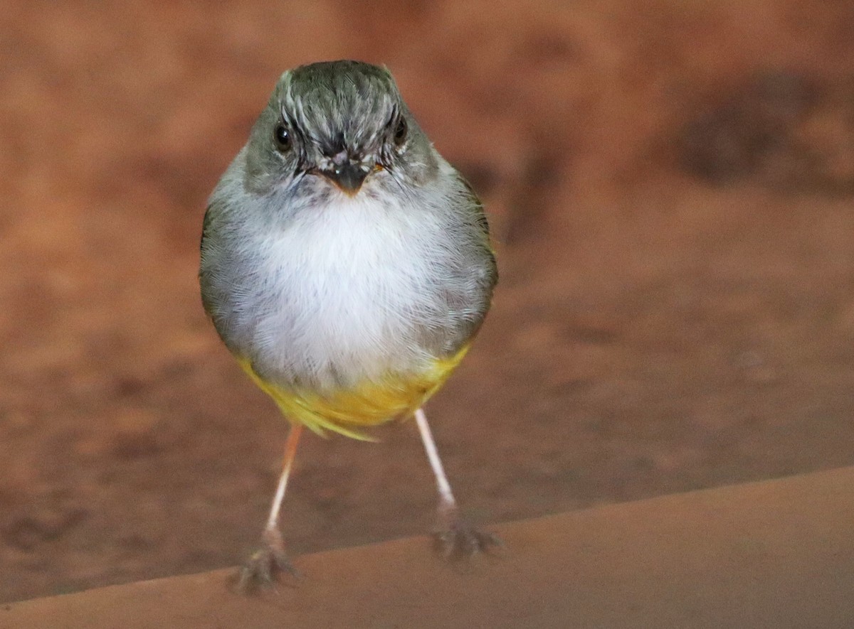 Yellow-bellied Flyrobin - ML614041643