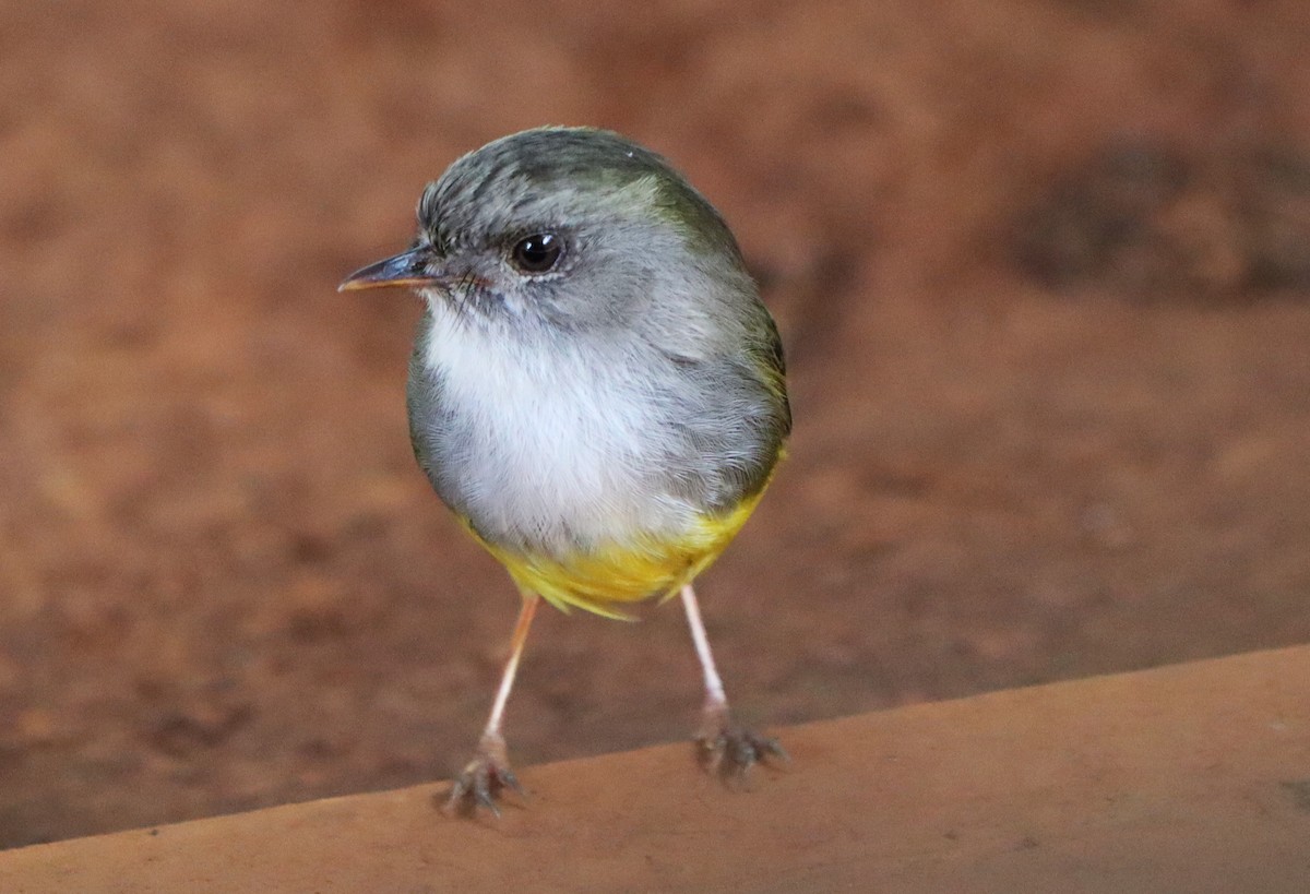 Yellow-bellied Flyrobin - ML614041644