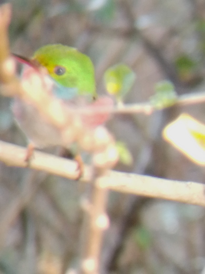 Cuban Tody - Manuel Aroche Domenech