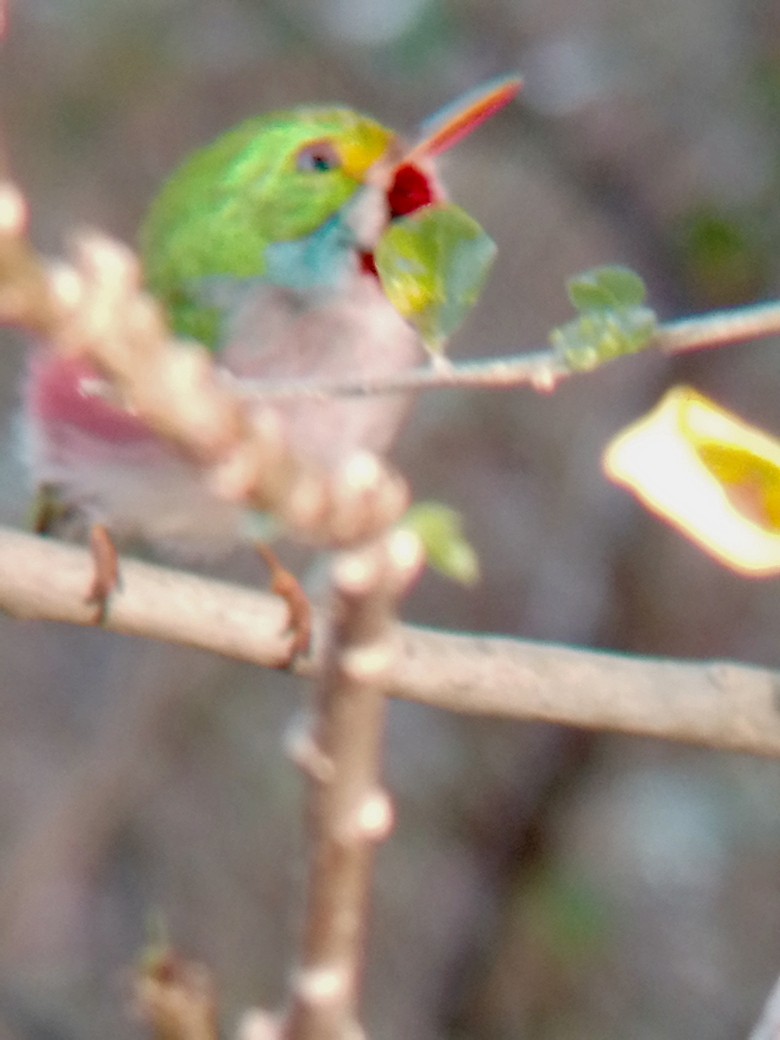 Cuban Tody - Manuel Aroche Domenech