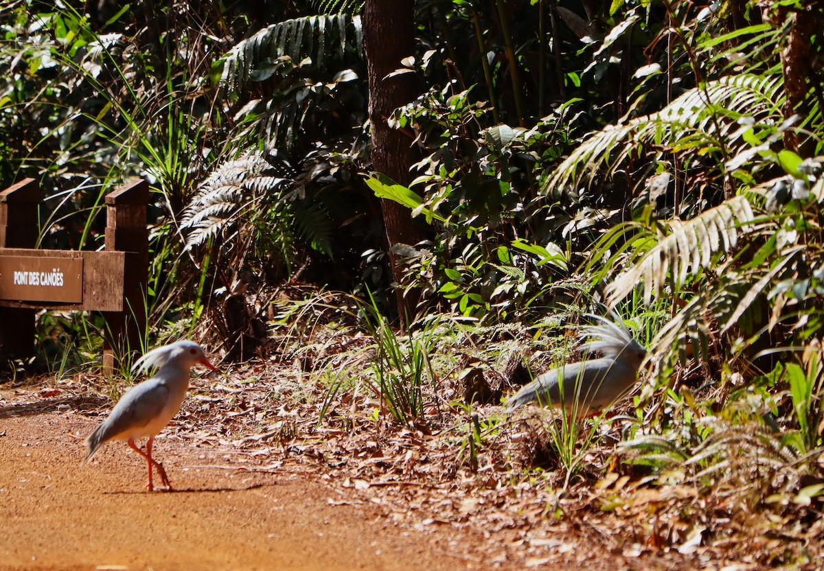 Kagu - ML614041686