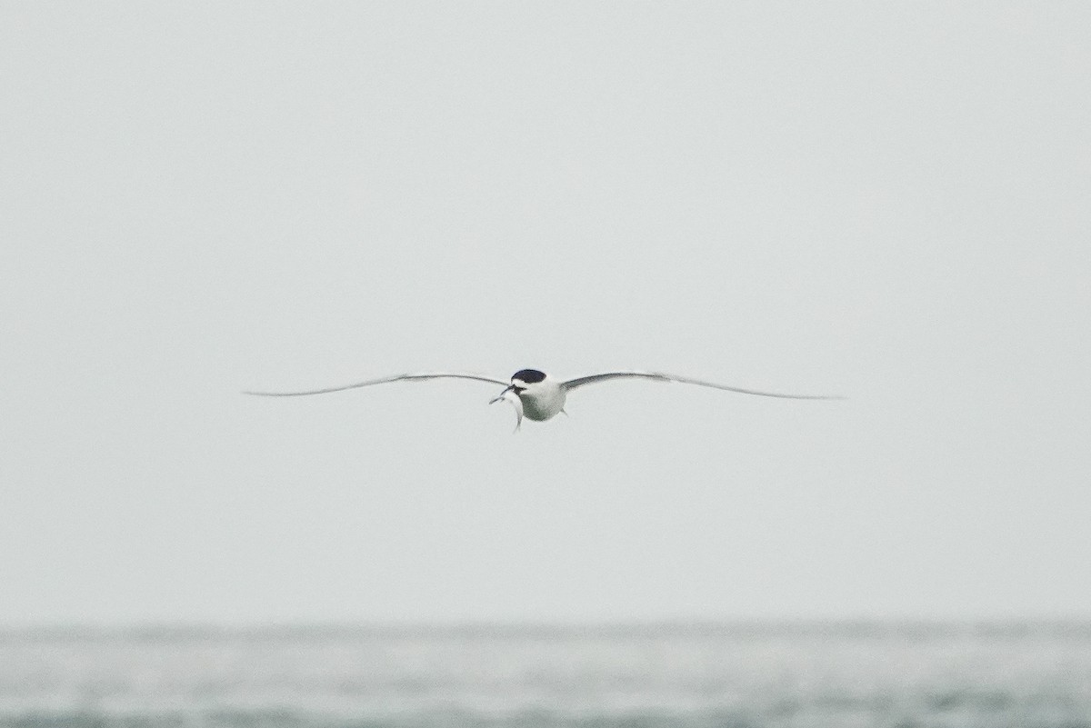 White-fronted Tern - ML614041753
