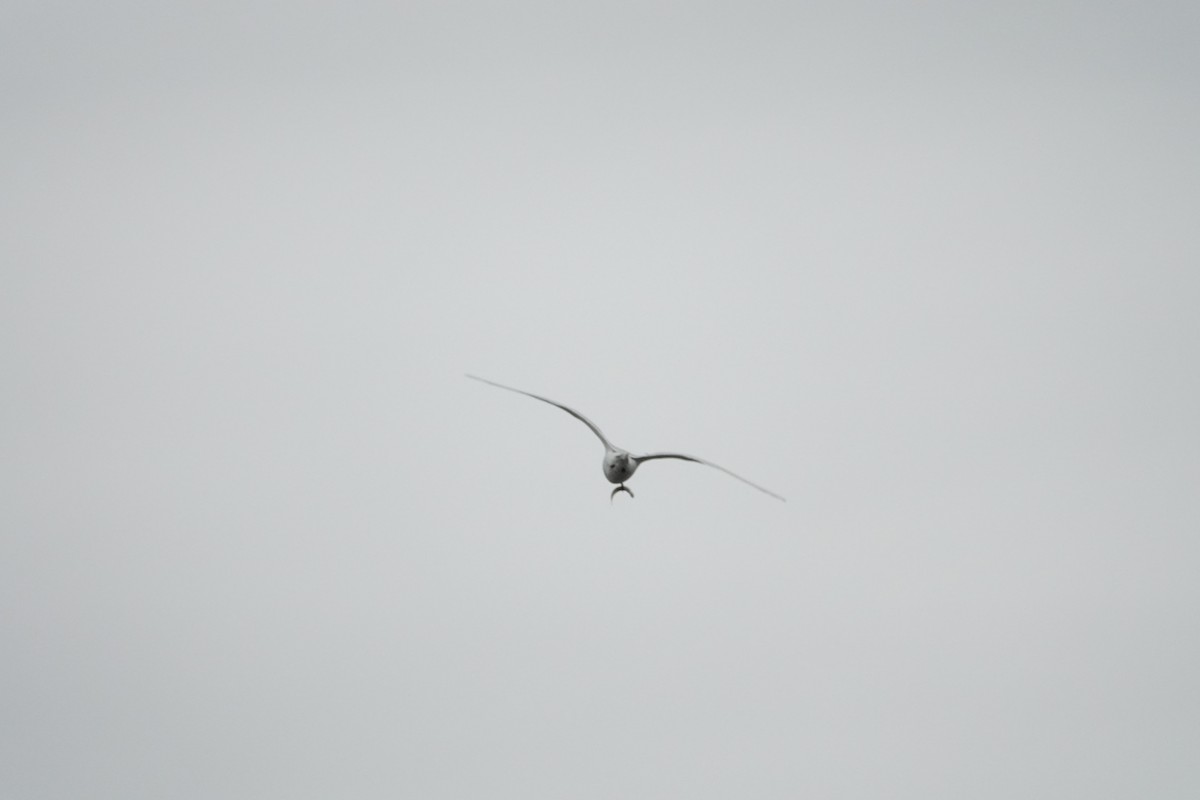White-fronted Tern - ML614041755