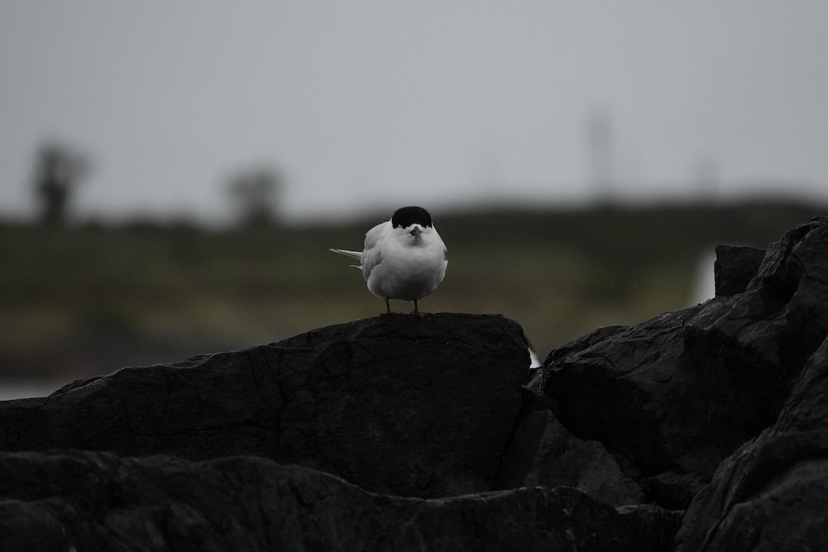 White-fronted Tern - ML614041756