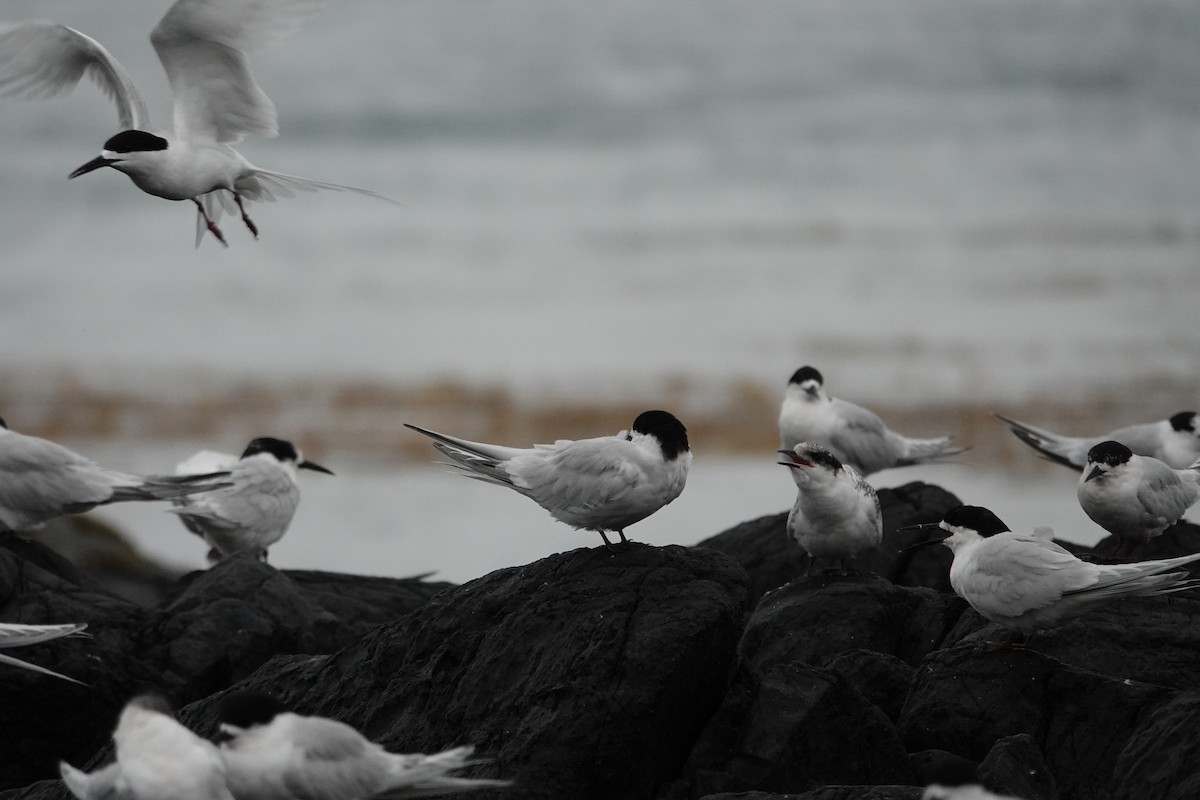 White-fronted Tern - ML614041758