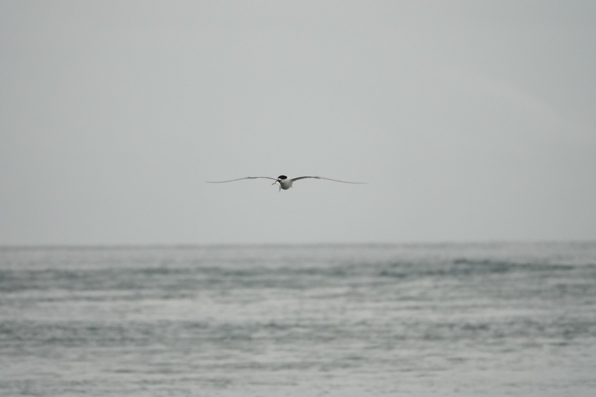 White-fronted Tern - ML614041759